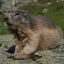Image of Marmota marmota (Linnaeus 1758)