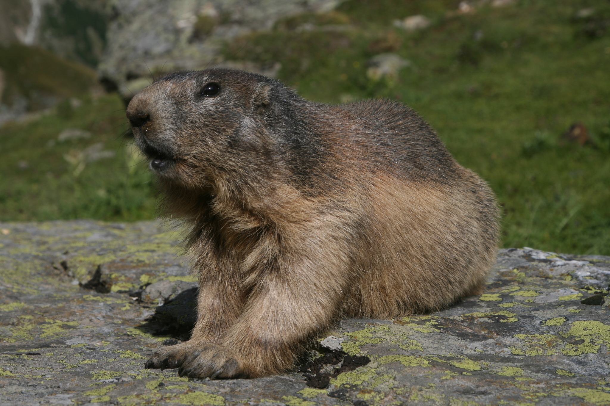 Marmota marmota (Linnaeus 1758) - Encyclopedia of Life