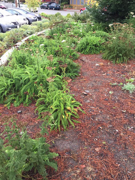 Image of common yarrow