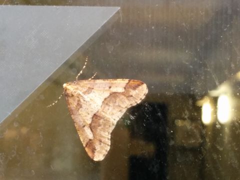 Image of Mottled Umber