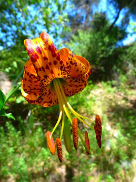 Image of <i>Lilium humboldtii ocellatum</i>