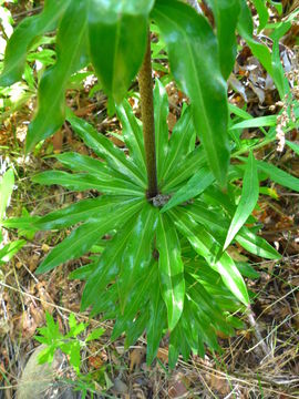 Image of <i>Lilium humboldtii ocellatum</i>