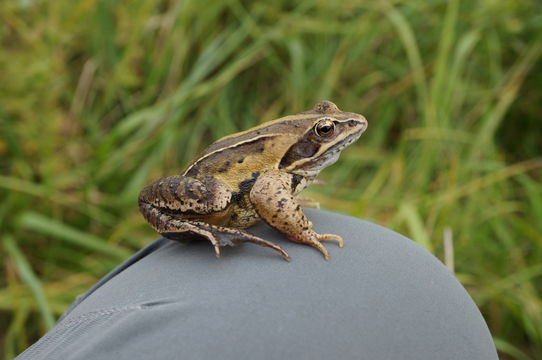 Image of Altai Brown Frog (Altai Mountains Populations)