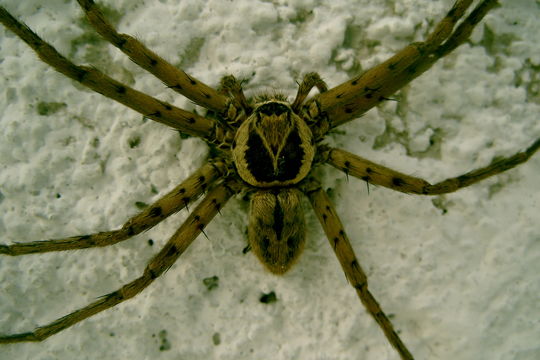 Image of huntsman spider