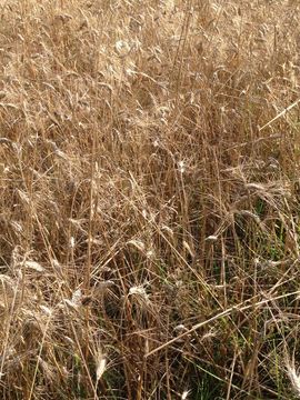 Image of <i>Triticum aestivum</i>