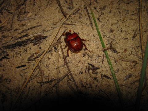 18.https www inaturalist org photos 1320738.580x360