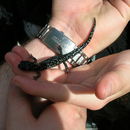Image of Speckled Black Salamander
