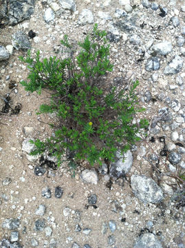 Image of <i>Chrysactinia mexicana</i>