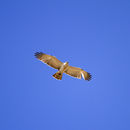 Image of Short-toed snake eagle