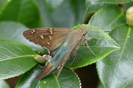 Image of Long-tailed Skipper