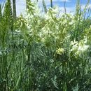 Image of <i>Astragalus drummondii</i>