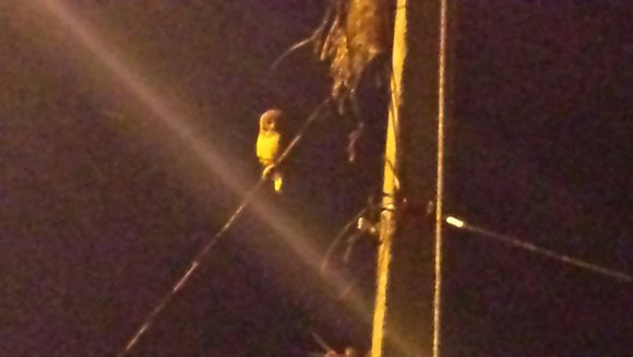 Image of Puerto Rican Screech Owl