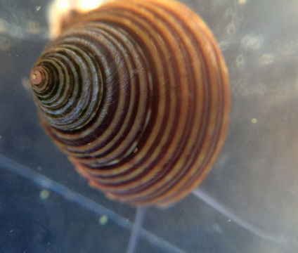 Image of blue topsnail