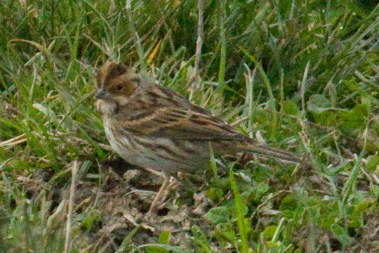 Image of Little Bunting