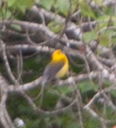 Image of Prothonotary warbler