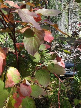 Image of <i>Cornus <i>sericea</i></i> sericea