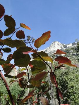Image of <i>Cornus <i>sericea</i></i> sericea