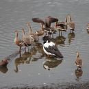Image of Grass Whistling Duck