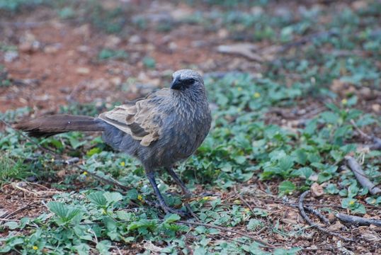 Image of Apostlebird