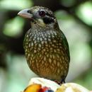 Image of Spotted Catbird
