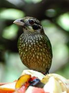 Image of Spotted Catbird