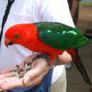 Image of Australian king parrot