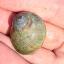 Image of Conuber melastoma (Swainson 1821)