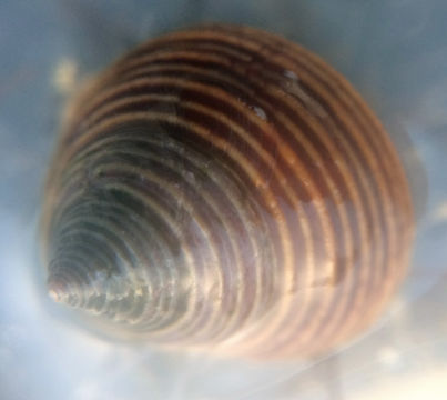 Image of Blue Top Snail