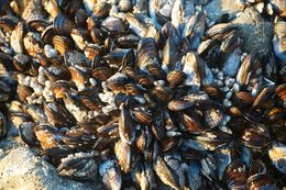 Image of California mussel
