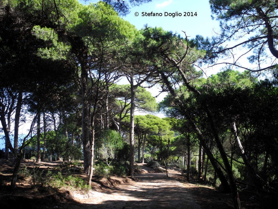 Image of <i>Pinus pinea</i>