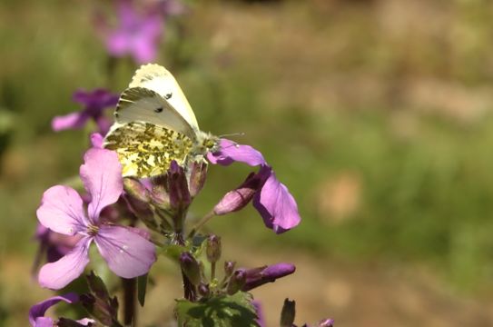 Image of orange tip