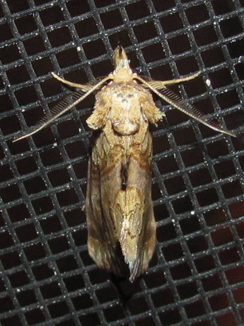 Image of Moonseed Moth