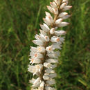 Image of <i>Aletris farinosa</i>
