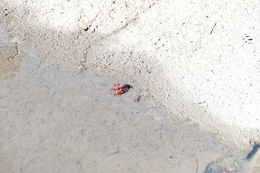 Image of Red swamp crawfish