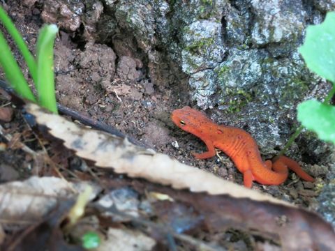 18.https www inaturalist org photos 1338401.580x360