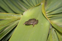 Image of Great Plains Narrowmouth Toad