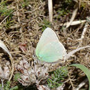 Image of Callophrys rubi (Linnaeus 1758)