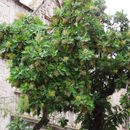 Image of <i>Bocconia arborea</i>
