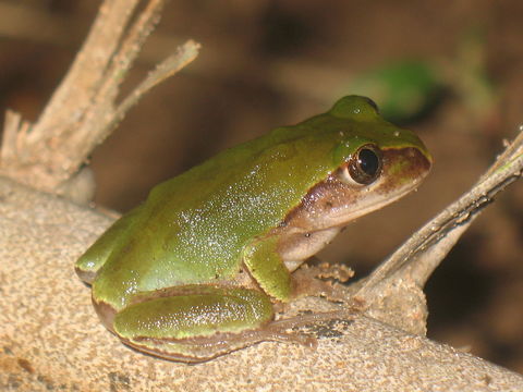 Image of Rusty Forest Treefrog