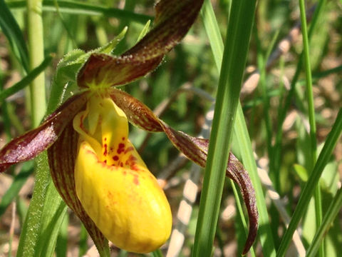 Image of <i>Cypripedium parviflorum</i>