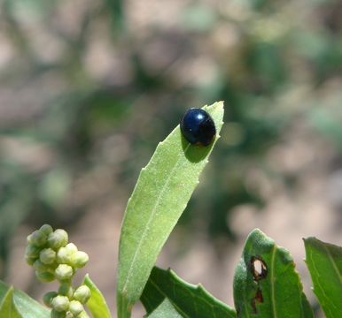 Image of Metallic Blue Lady Beetle