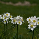 Image of <i>Anemone narcissiflora</i>