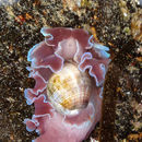 Image of <i>Hydatina physis</i>