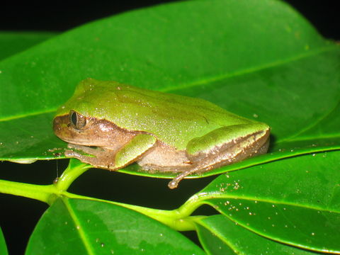 Image of Rusty Forest Treefrog