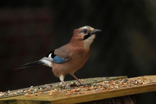 18.https www inaturalist org photos 1341375.580x360