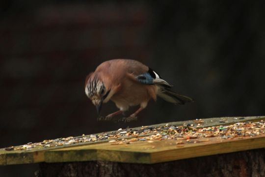 18.https www inaturalist org photos 1341376.580x360
