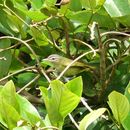 Image of Vireo flavoviridis (Cassin 1851)