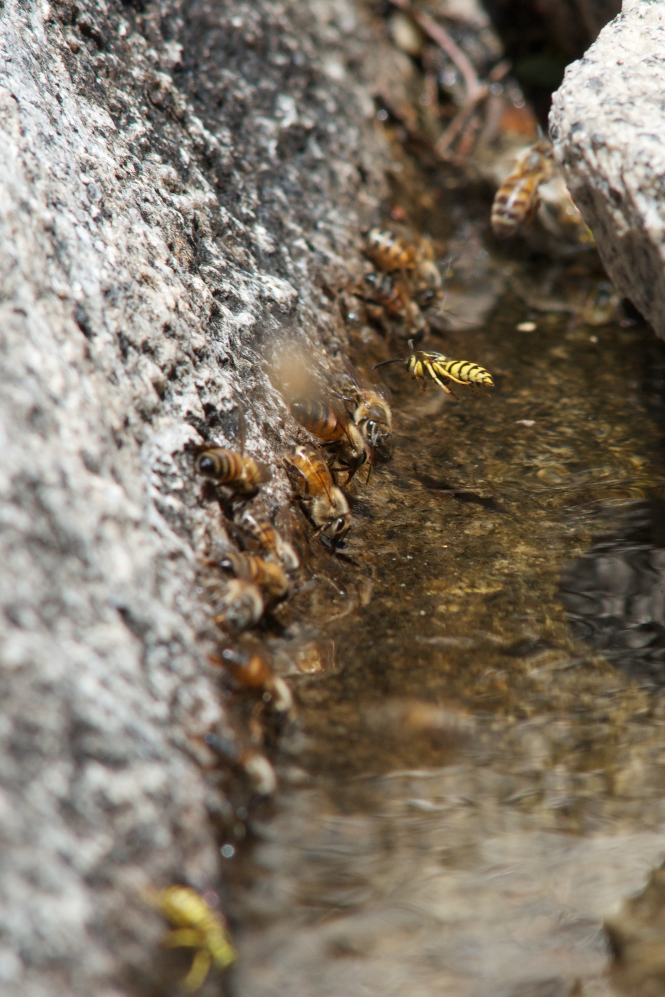 Image of <i>Vespula pensylvanica</i>