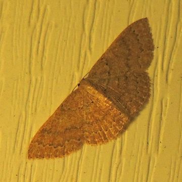 Image of Common Tan Wave
