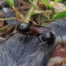 Image of Camponotus novaeboracensis (Fitch 1855)